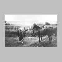 028-0038 Pferde von Bauer Albert Schubert im Hof seines Anwesens. Im Hintergrund des Bildes ist der Wald von Kuglack zu erkennen..jpg